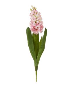 Pink Hyacinth Stem