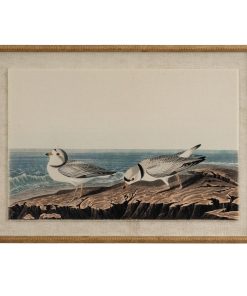 Flora & Fauna Collection Plovers On Linen In Beaded Frame