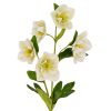 White Hellebore Stem - Image 2