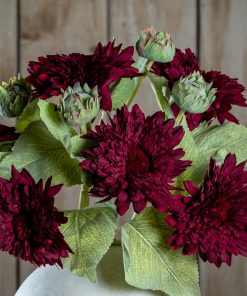 Dahlia Burgundy Raven Stem