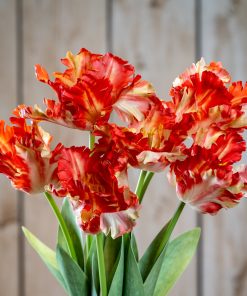 Flame Orange Parrot Tulip