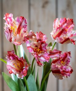 Multi Pink Parrot Tulip