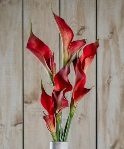 Fireball Calla Lily