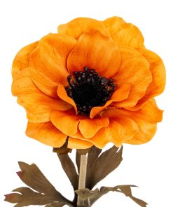 Orange Anemone Stem