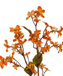 Orange Vernicia Fordii Spray
