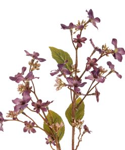 Purple Vernicia Fordii Spray