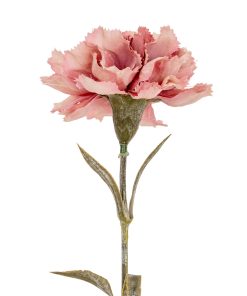 Pink Carnation Stem