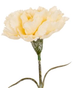 Cream Carnation Stem