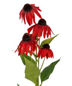 Red Echinacea Spray
