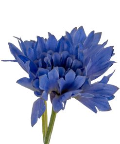 Blue Cornflower Stem