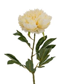 Large Buttermilk Double Peony Stem