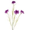 Purple Cornflower Stem