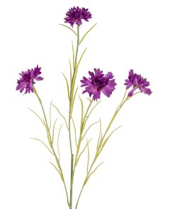 Purple Cornflower Stem
