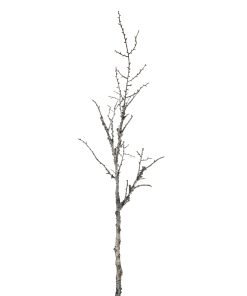 Snowy Winter Woodland Branch
